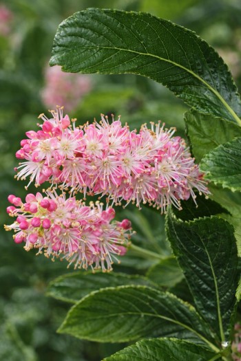 Клетра вільхолиста Пінк Спаєр|Clethra alnifolia Pink Spire|Клетра ольхолистная Пинк Спаер